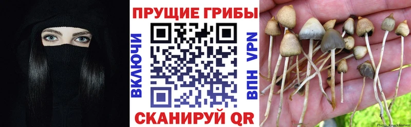 Псилоцибиновые грибы Psilocybine cubensis  Туапсе 